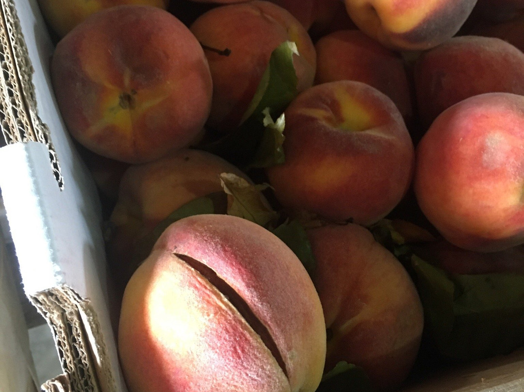 Casstown旅游景点-Fulton Farms