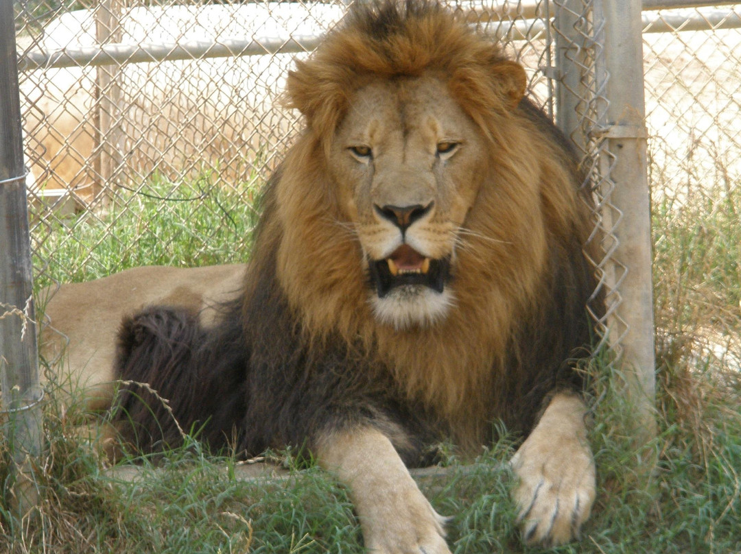 Yogie and Friends Exotic Cat Sanctuary景点图片