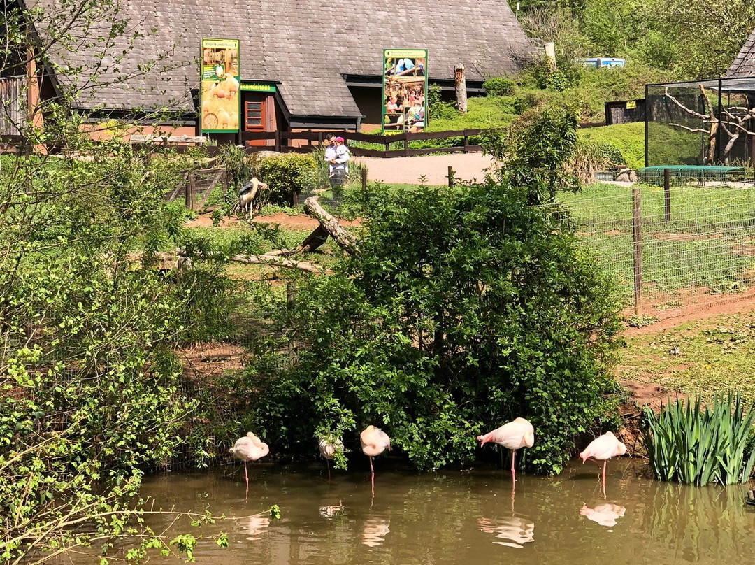 Vogelpark Steinen景点图片