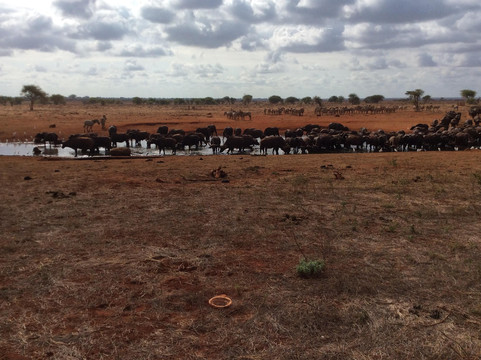 FRENZY ADVENTURES LIMITED-蒙巴萨必去景点