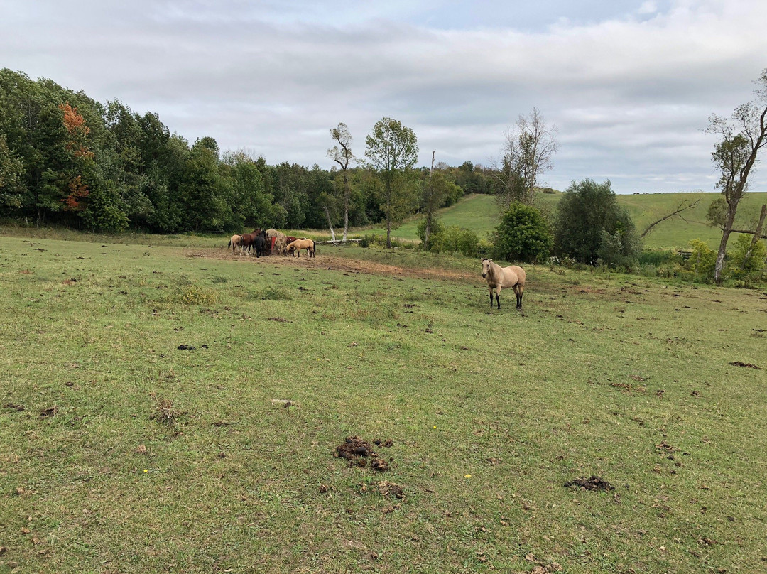Rawhide Adventures-Mulmur必去景点