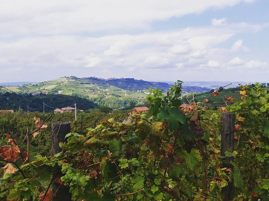 Azienda Agricola Mario Giribaldi景点图片