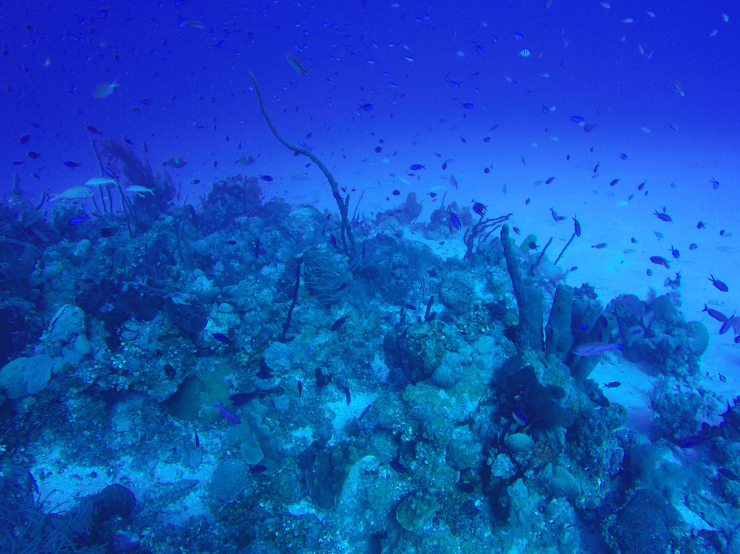 Sea Garden Centro De Buceo-圣安德烈斯必去景点