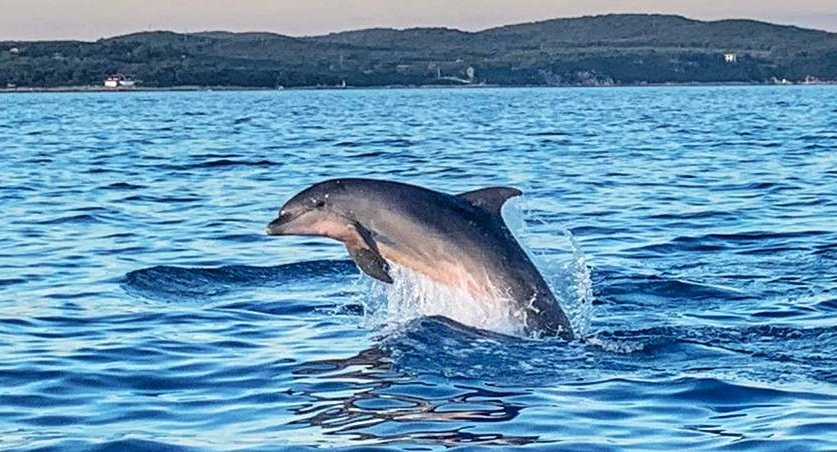 Dolphin Tours Istria-冯塔纳必去景点
