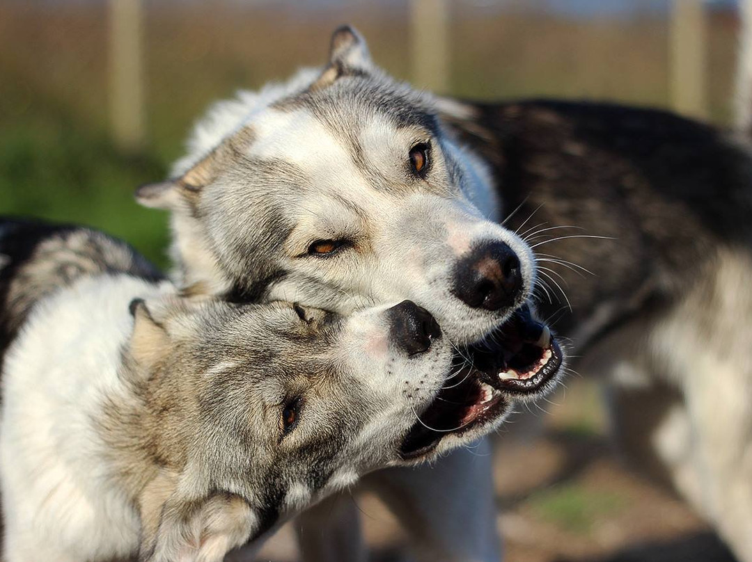Husky Andøy Uwe Baumgärtel景点图片