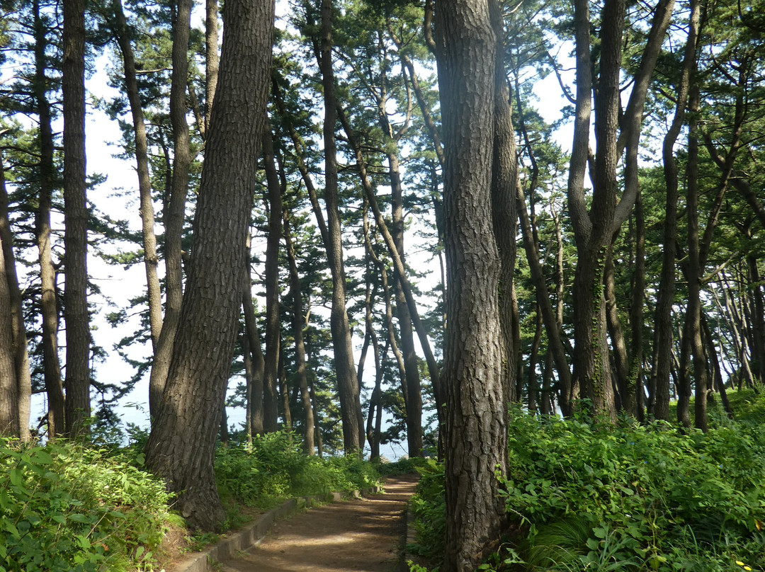 Yodo Pine Grove-八户市必去景点