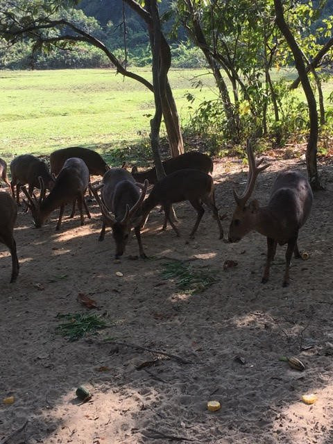 Hlawga Wildlife Park-仰光必去景点