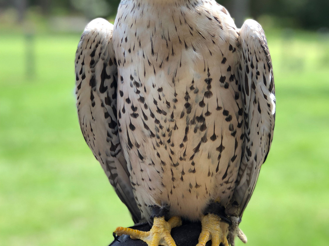 The Center For Birds Of Prey景点图片