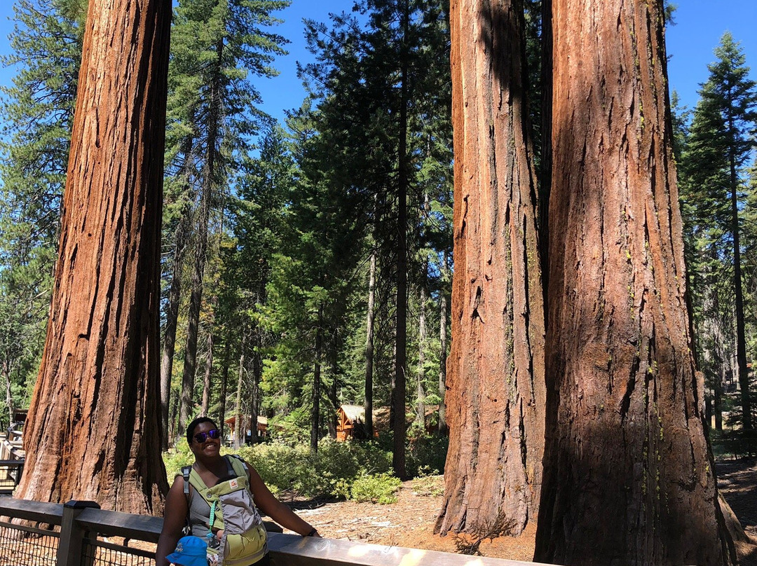 Mariposa Grove of Giant Sequoias景点图片