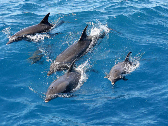 Sotoboats-埃斯特波纳必去景点