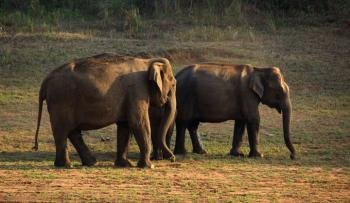 Periyar Tiger Reserve forest景点图片