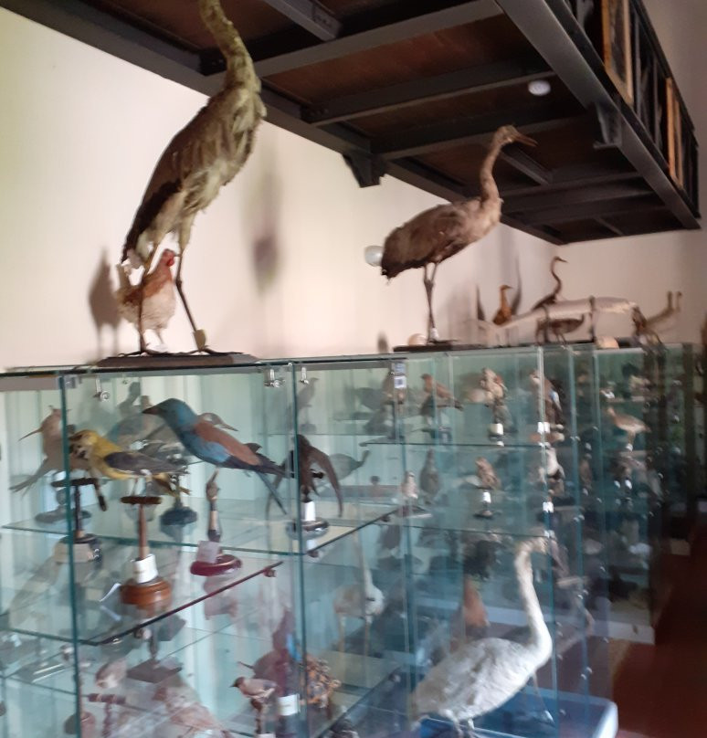Biblioteca e Museo Comunale Barone Mendola景点图片