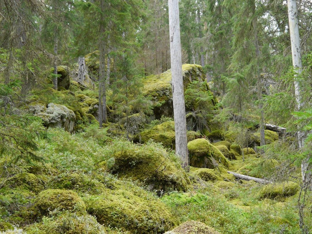 Norra Kvill National Park景点图片
