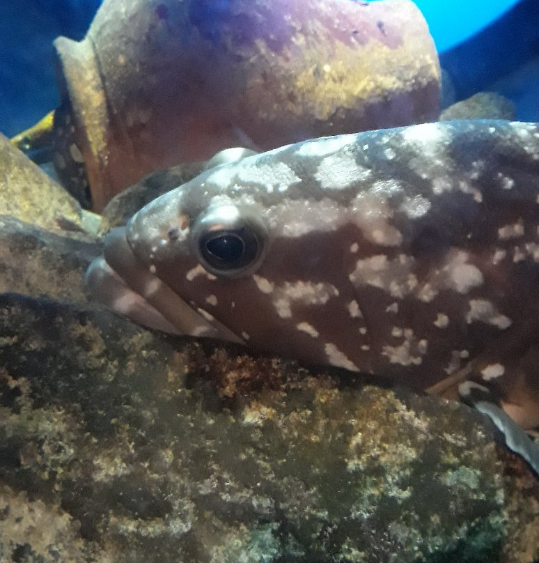 Turtle Diving Center-莫尼什港必去景点