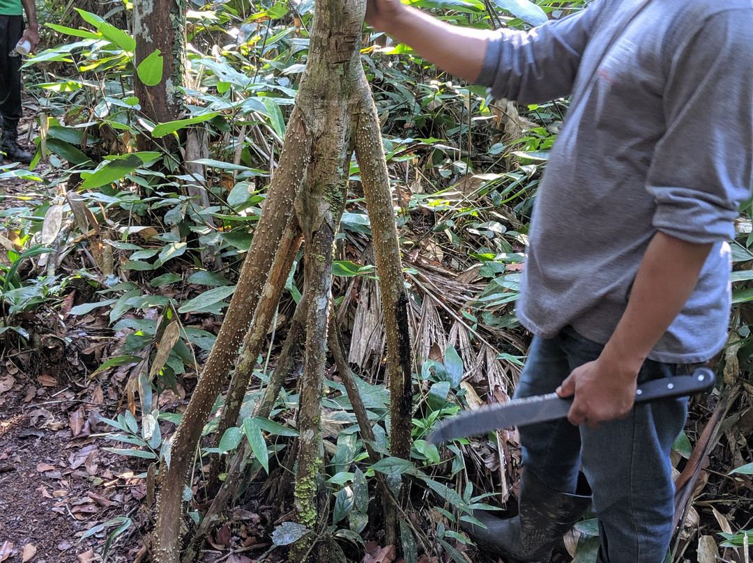Amazon Green Tours-玛瑙斯必去景点