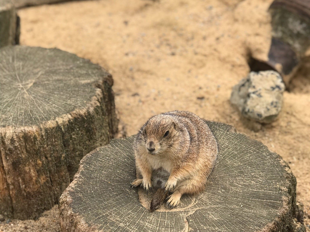Tierpark Alsdorf景点图片