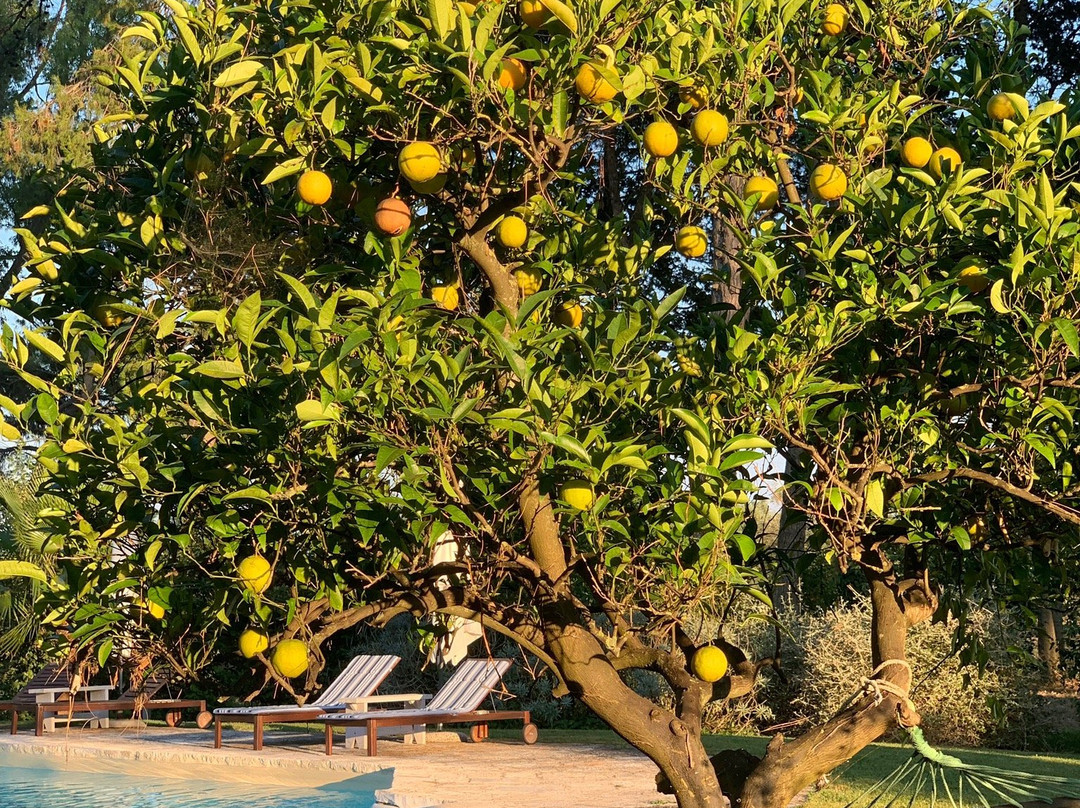 Masseria San Domenico Oria Boutique B&B主图