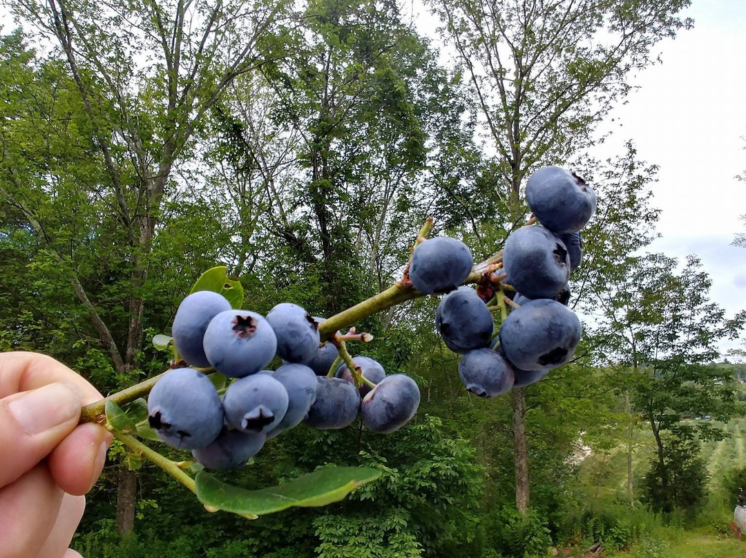 Tikkanen's Berry Farm-Sterling必去景点