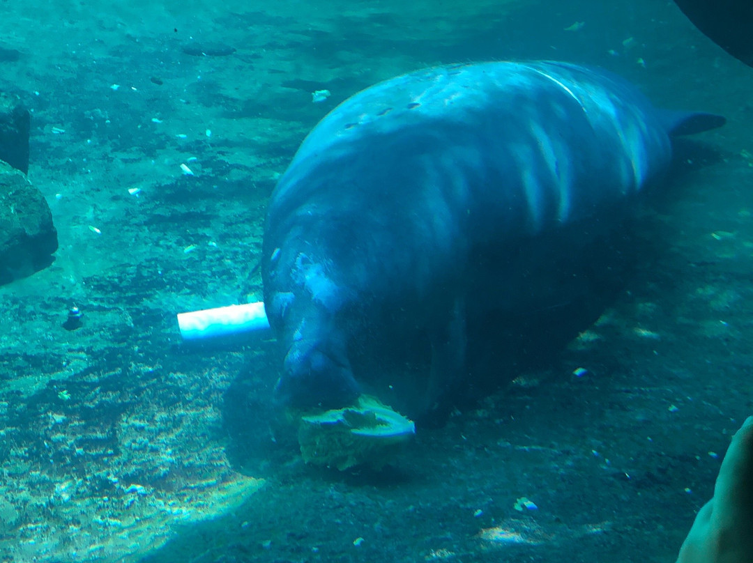 Lowry Park-坦帕必去景点