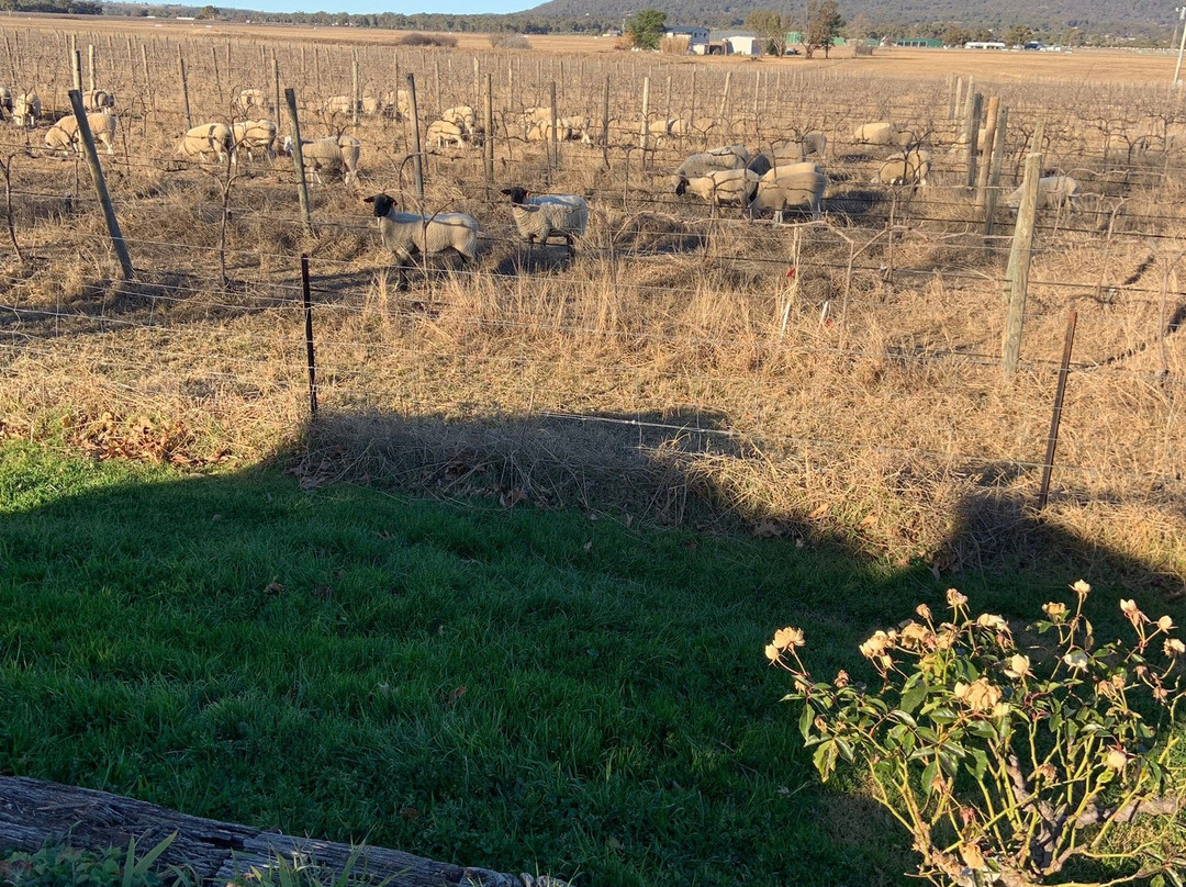 Wine O'Clock Mudgee-马奇必去景点