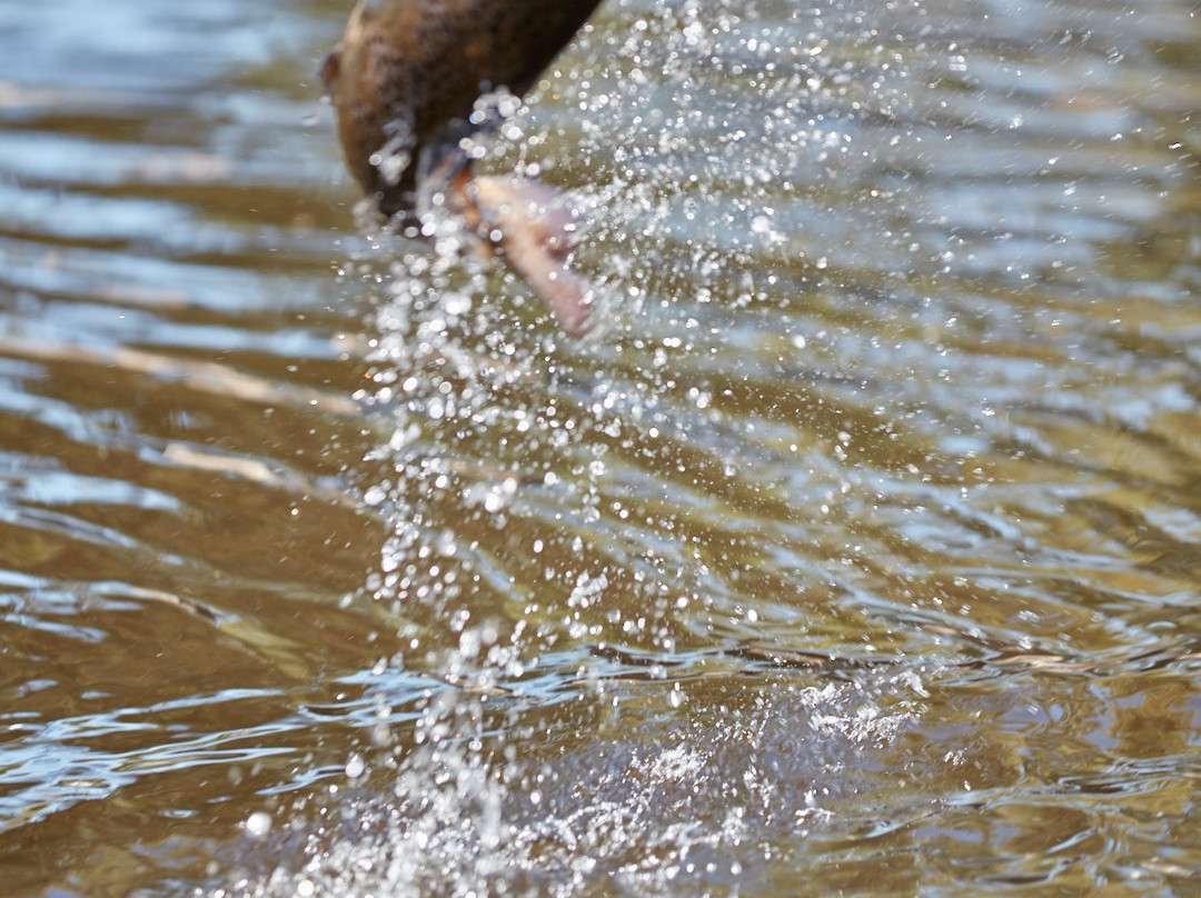 Buxton Trout & Salmon景点图片