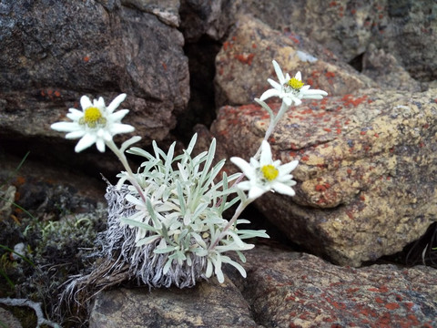 Mt. Shibutsu-片品村必去景点