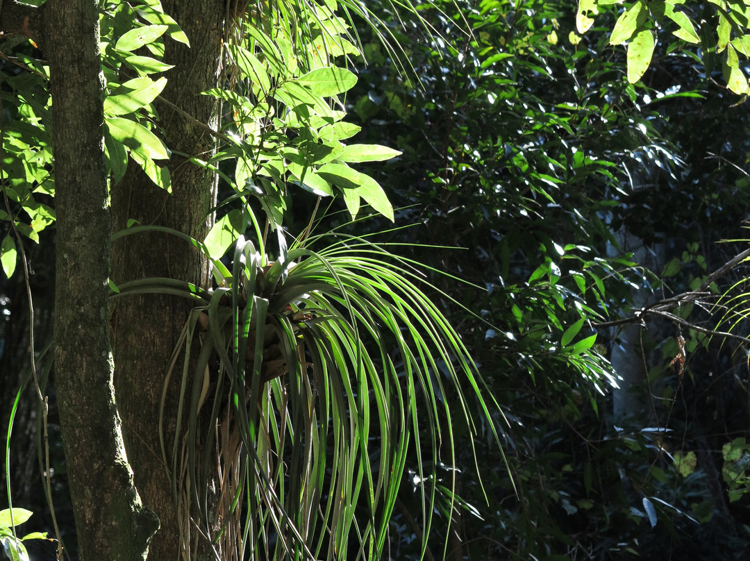Parque el Cubano景点图片