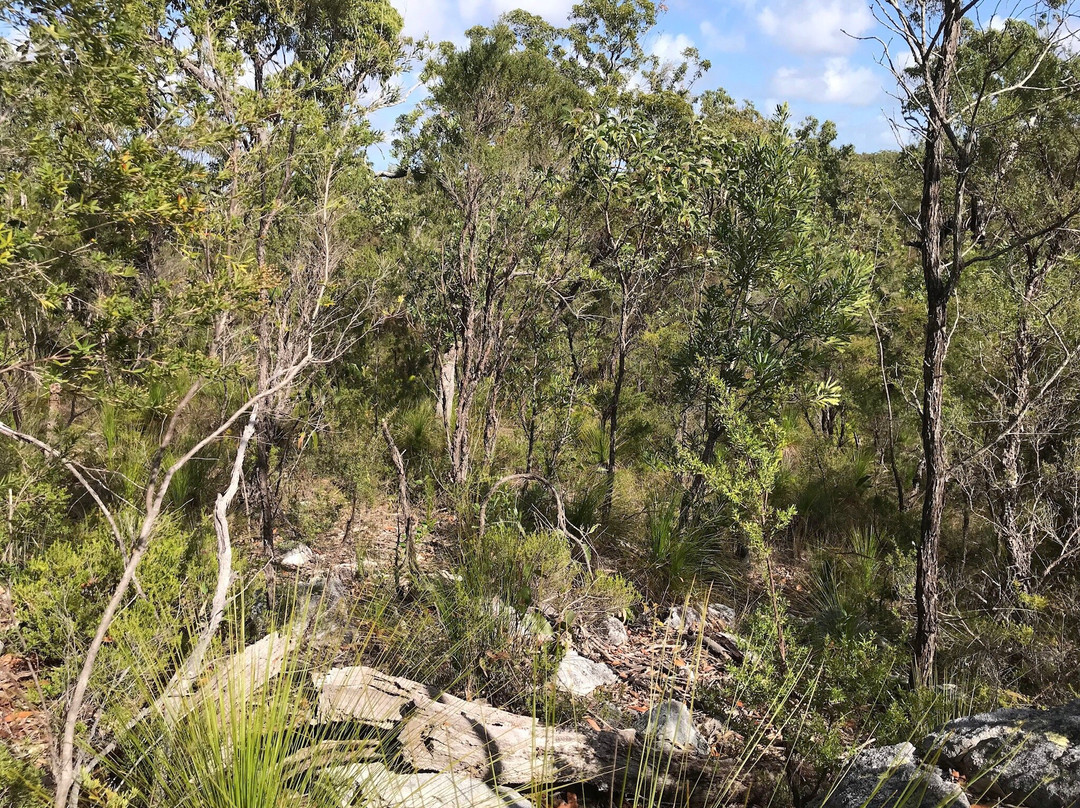 Cooloola Wilderness Trail景点图片