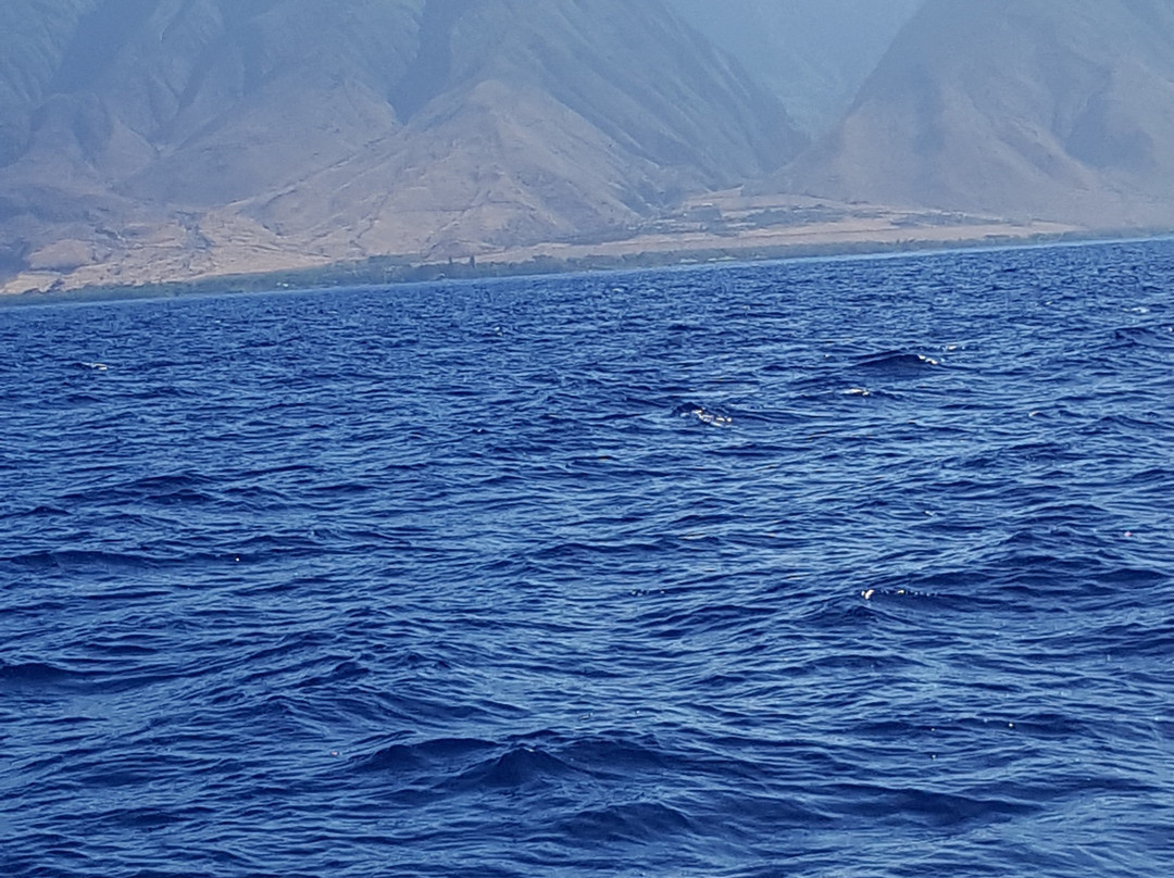 Maui Fun Charters-玛阿拉也亚必去景点