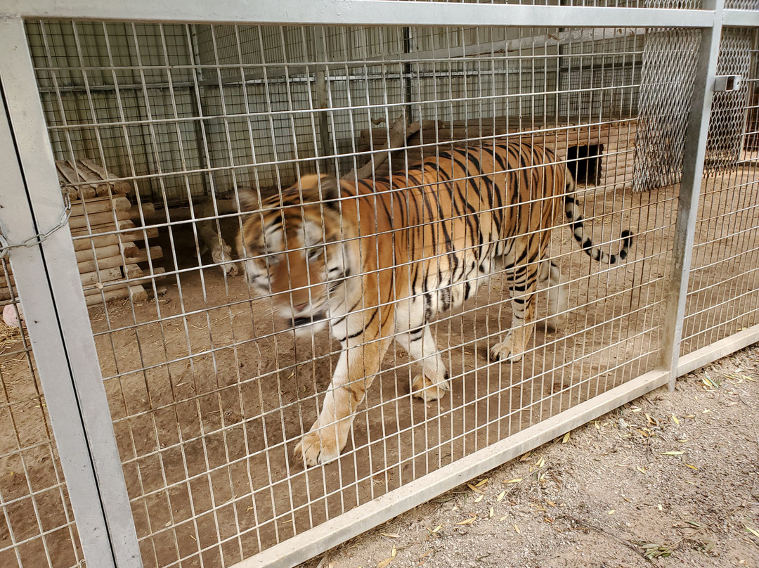 Greater Wynnewood Exotic Animal Park-Wynnewood必去景点