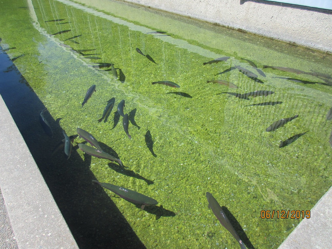 Kootenay Trout Hatchery & Visitor Centre景点图片