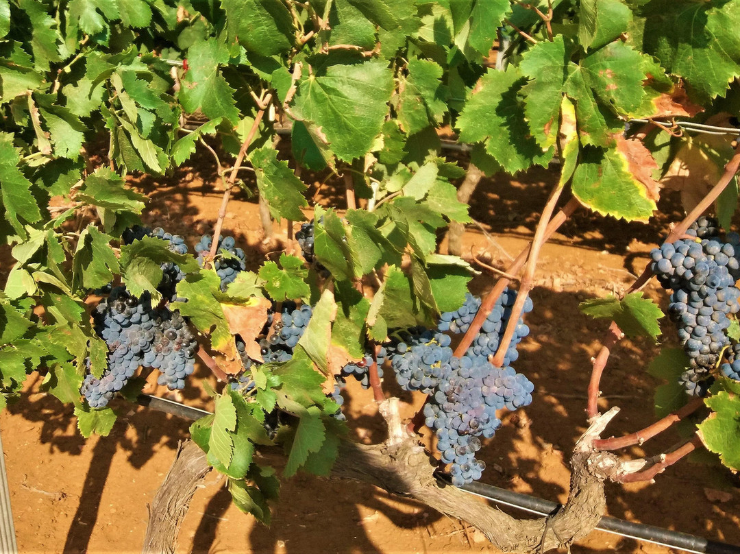 Raices del Sud-Cisternino必去景点