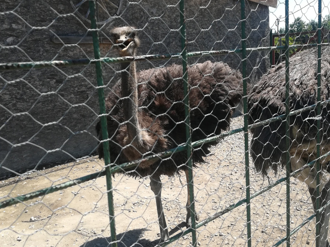 Ferma Animalelor景点图片