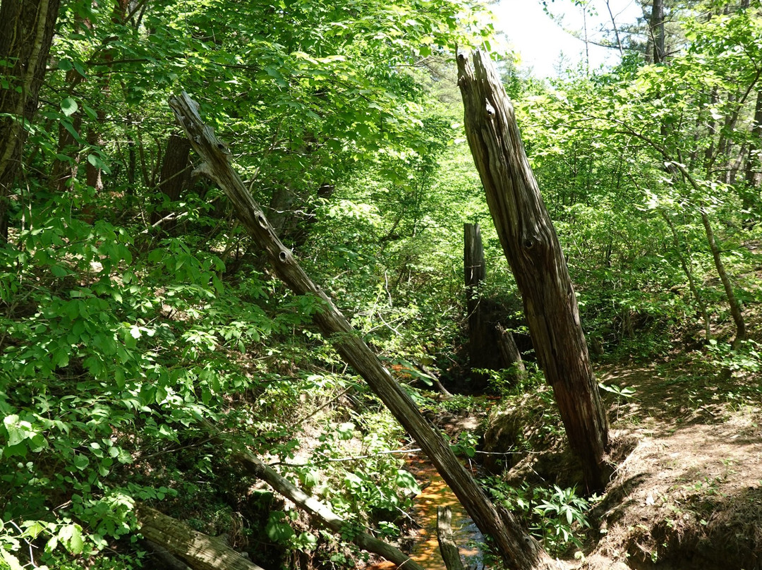 Sarugamori Hiba Maibotsu Forest景点图片