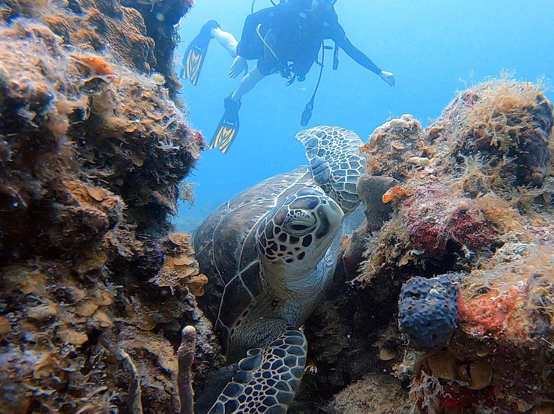 Aqua Marine Dive Center景点图片