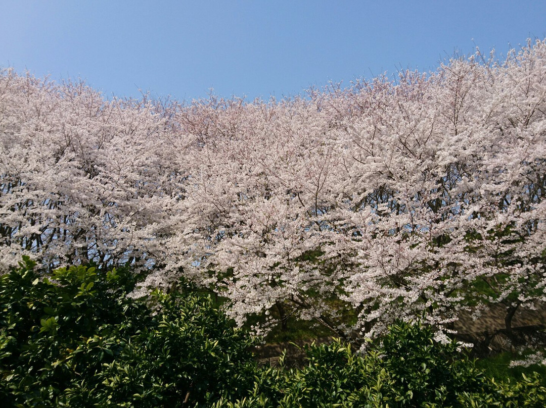 To no Mine Senbon Sakura景点图片