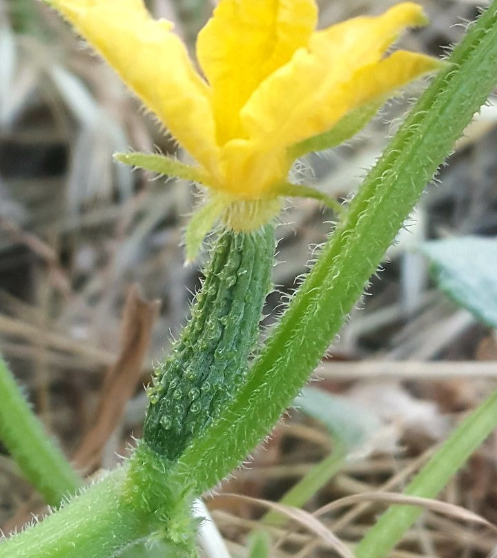 MayaLuna Ecolodge- Restaurants主图