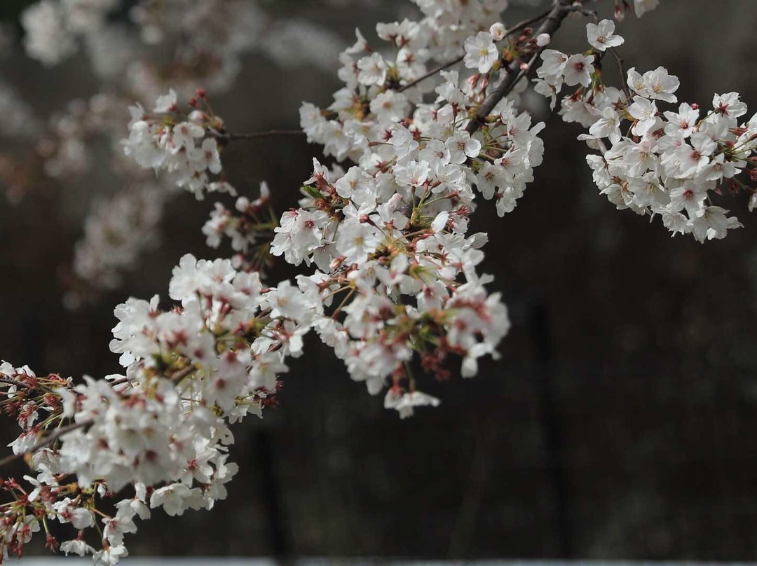 Senbon Cherry Blossom in Akagi Nammen-前桥县必去景点