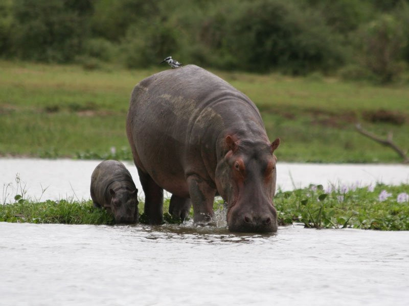 Exclusive African Safaris景点图片