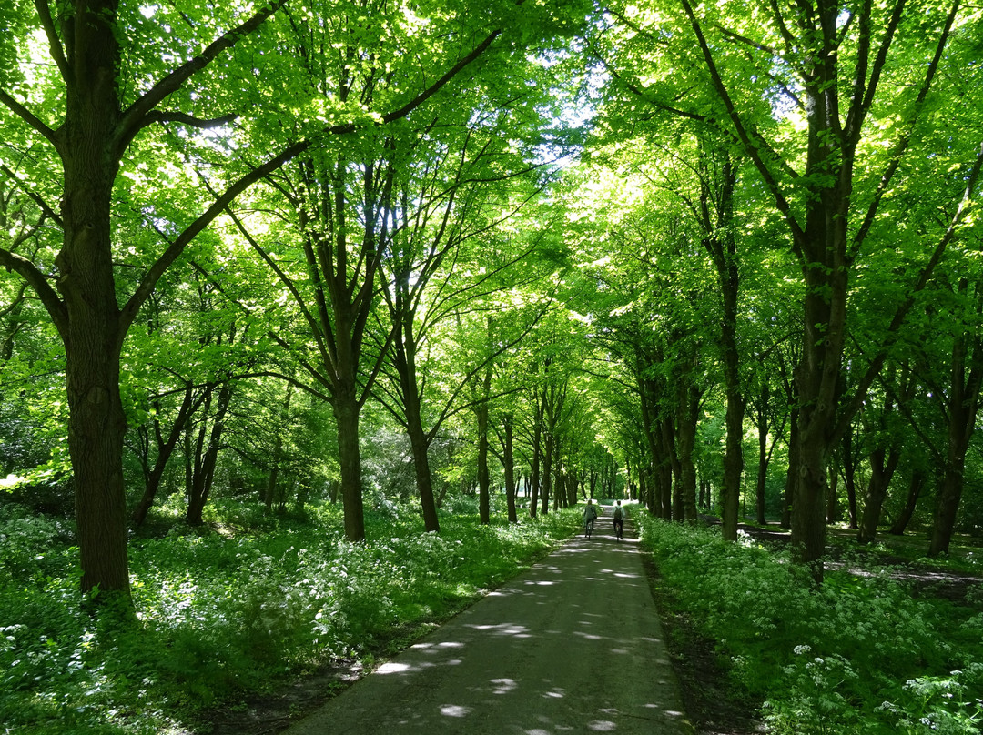 阿姆斯特丹森林公园景点图片
