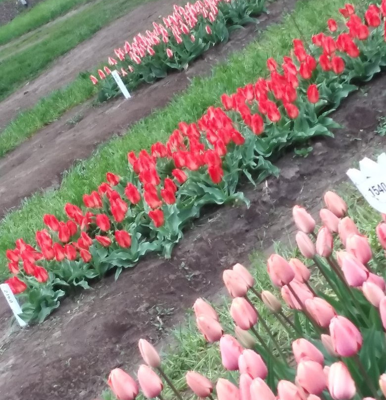 Van Raalte Farm-荷兰村必去景点