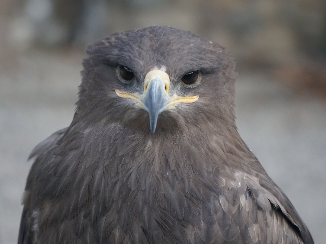 Falcon Farm Sunkar-阿拉木图必去景点