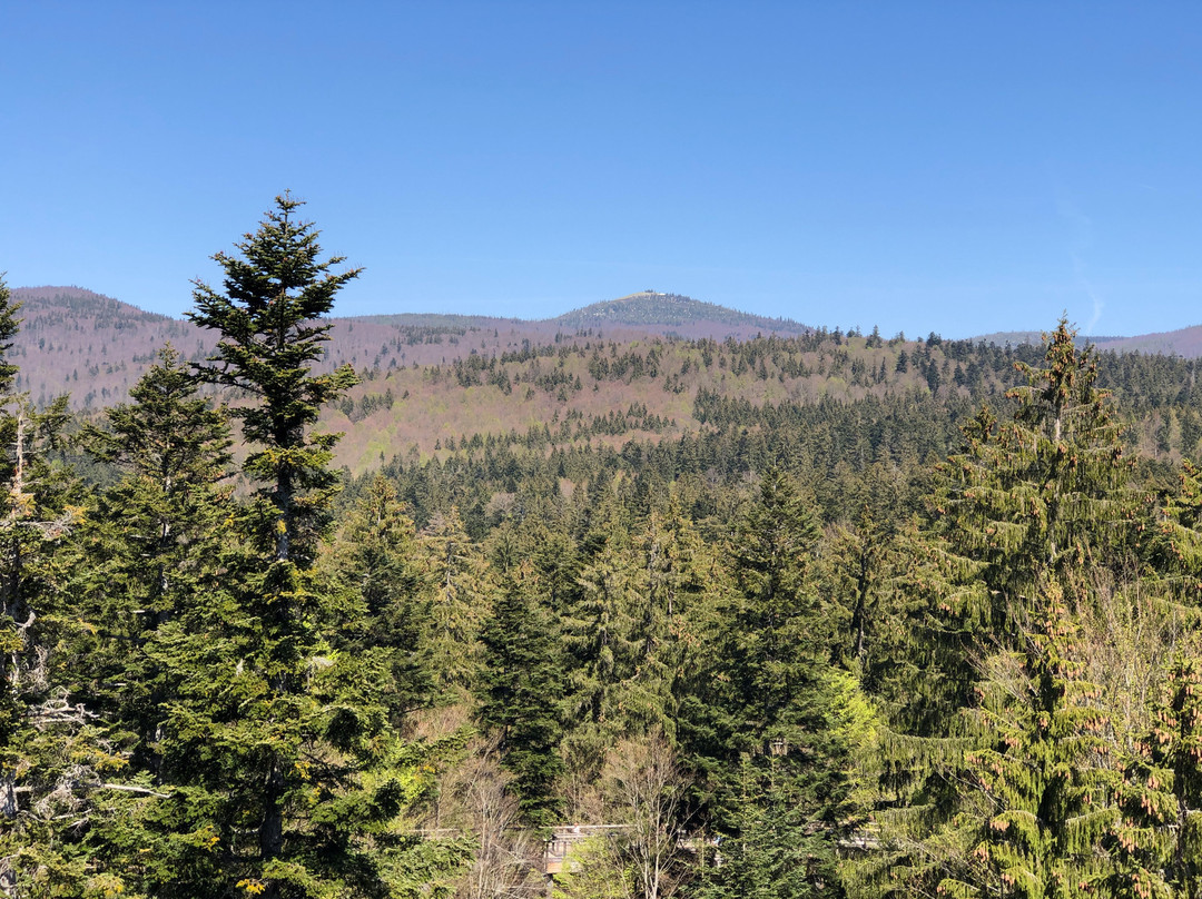 Baumwipfelpfad Bavarian Forest景点图片