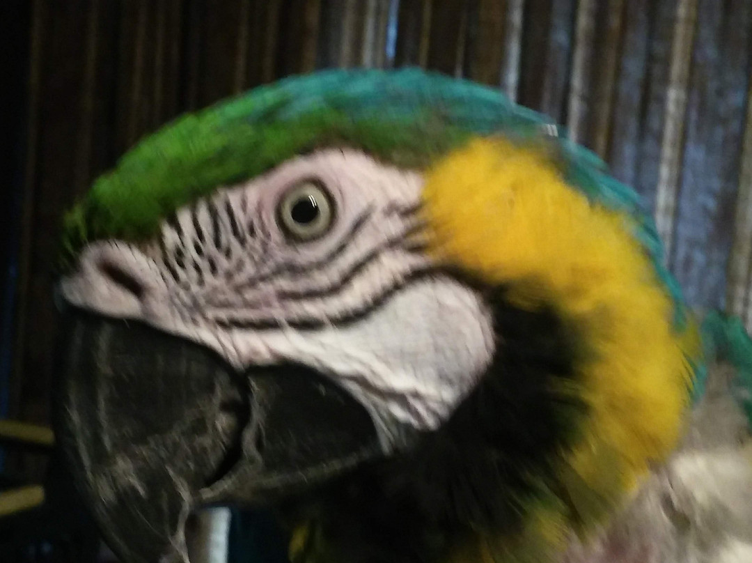 Elmira's Wildlife Sanctuary-Wimauma必去景点