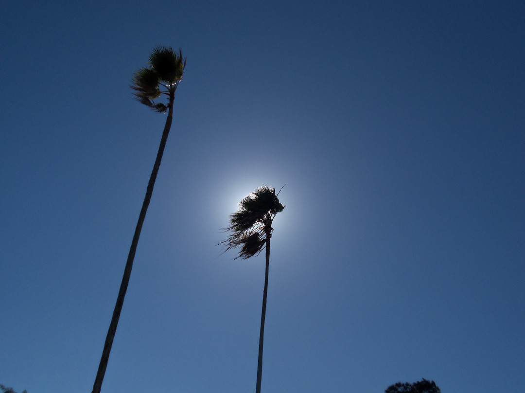 Palm Court Inn Motel主图