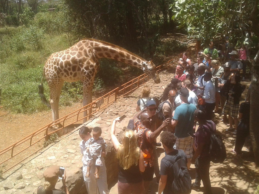 day to day Tours and safaris, Kenya-内罗毕必去景点