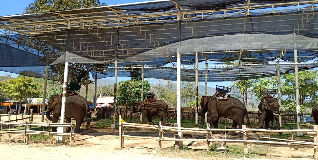 Elephant Camp Karen Ruammit Village景点图片