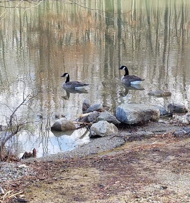 Craighead Forest Park景点图片