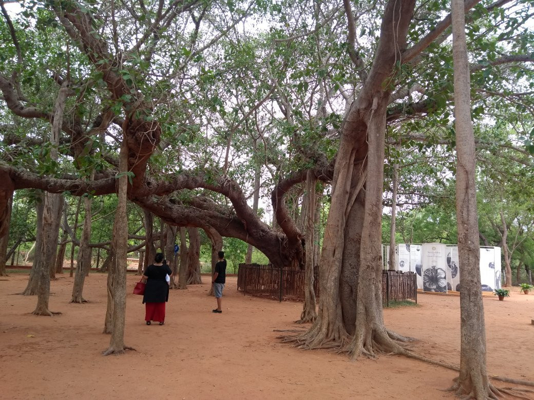 Auroville景点图片