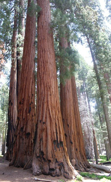 The Senate-Three Rivers必去景点